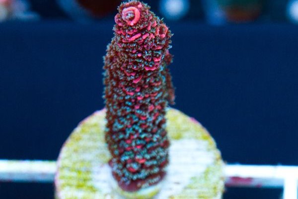 Kraken19 at