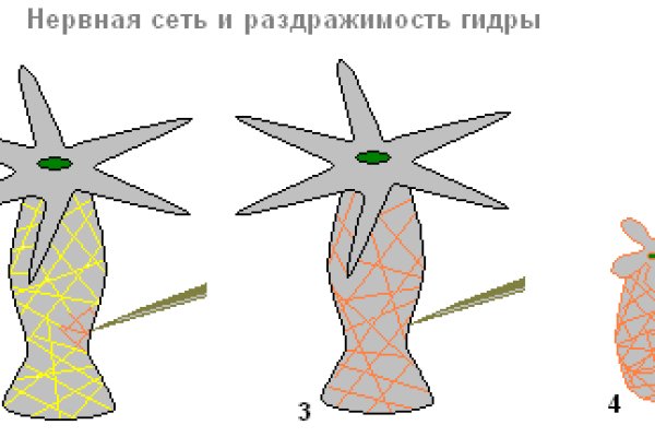 Hydra kraken