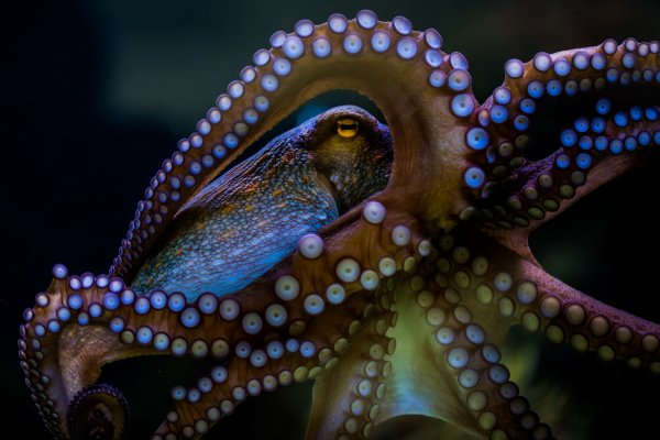 Как зайти на kraken маркетплейс
