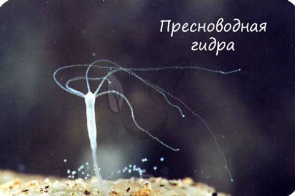 Кракен актуальная ссылка kraken torion net